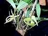 Dendrobium amboinense-denambo11185-jpg