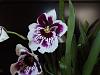 I think is Miltonia but what SPECIES?-miltonia1a-jpg