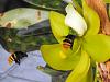 Not the right pollinator for Cynoches?-cynocehes-flower-2-bees-7944-jpg