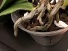 Blue green spots on dendrobium roots and now Phal?? (Mold???)-541a9634-2123-4078-8e1b-fb33becaa1db-jpg