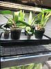 New setup for indoor orchids-img_0093-jpg