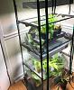New setup for indoor orchids-3-jpg