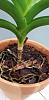Vanda dropping leaves, can this be saved?-photo_2018-11-20_20-57-26-3-jpg