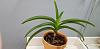Vanda dropping leaves, can this be saved?-photo_2018-11-20_20-57-26-4-jpg