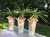 Growing orchids bare-rooted in pots-1da39c7b-f2ef-462e-80fb-1eb2bd9fce82-jpg