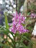 4 different orchid ID-1-jpg