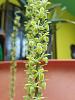 4 different orchid ID-2-jpg