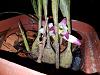 4 different orchid ID-3-jpg