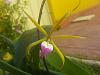 4 different orchid ID-4-jpg