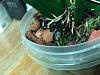 2 new growths lost to rot, change pot?-ec-sh3-jpg