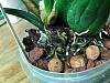 2 new growths lost to rot, change pot?-ec-sh4-jpg