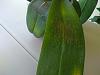 Phal diagnosis - is this bacterial rot-img_20181129_111613195r-jpg