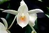 Catasetum pileatum 'Pierre Couret' x expansum-orchids-catasetum-pileatum-pierre-couret-expansum-3-jpg