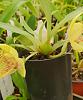 Promenaea Florafest Sparkler x Dinah Albright-45557570264_55ebe957f1_z-jpg