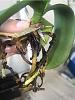 Someone help me with this phal? Black roots and floppy leaves-phal-september-jpg