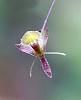 Id Colombia Orchid-dsc04370_filtered-jpg