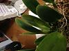 Yellow blotches on tops of Cattleya's leaves. Too much sun?-img_8336-jpg