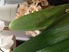 Yellow blotches on tops of Cattleya's leaves. Too much sun?-img_8349-jpg