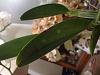 Yellow blotches on tops of Cattleya's leaves. Too much sun?-img_8370-jpg