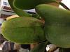 Yellow blotches on tops of Cattleya's leaves. Too much sun?-img_8365-jpg