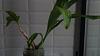 Catasetum 'Fredclarkarea SVO Black Pearl': Two canes with different stage of growth.-20181219_083205-jpg