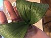 Phalaenopsis - When/how to pot after coming back from the brink of death-flhyh3tms5m6jqz04qxyyw-jpg