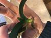 Phalaenopsis - When/how to pot after coming back from the brink of death-xxfzer7xr-kokntgzn1u-jpg