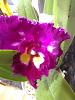 Rlc. Chinese Beauty 'Orchid Queen'-img_20181217_174748608-jpg