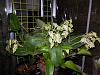 Dendrobium atroviolaceum-den-atro-jpg