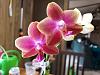 Help me identity my grocery store phalaenopsis orchids-20180711_183056-jpg