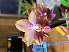 Help me identity my grocery store phalaenopsis orchids-20180807_192935-jpg