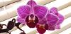 Help me identity my grocery store phalaenopsis orchids-20181123_131711-jpg