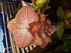 Help me identity my grocery store phalaenopsis orchids-20190108_180108-jpg