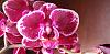 Help me identity my grocery store phalaenopsis orchids-20181123_131440-jpg
