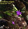 Orchids in situ: Panama'-dimerandra-elegans-bocas-jpg