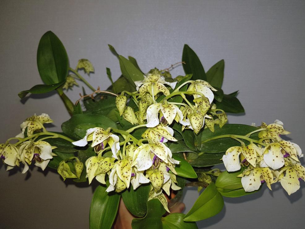 Dendrobium atroviolaceum-atro2-jpg