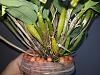 Dendrobium atroviolaceum-atro4-jpg