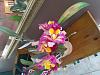 My Mom's Orchid Identification-momsorchid1-jpg
