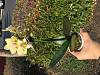 Scented Westerlay Darling Phalaenopsis-5fc7e42f-90b4-4118-b9d6-87784a61d740-jpg