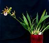 Zygopetalum x Promenea-orchids-zygopetalum-promenea-jpg