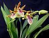 Zygopetalum x Promenea-orchids-zygopetalum-promenea-001-jpg