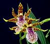 Zygopetalum x Promenea-orchids-zygopetalum-promenea-002-jpg