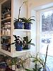 New shelves in my orchid window-kitchen2019jan02-jpg