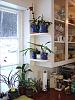New shelves in my orchid window-kitchen2019jan03-jpg