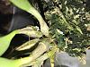 Dendrobium lindleyi spiking up!!-37176747-0401-48fd-96d5-501cb350f716-jpg