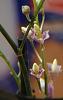 Mini Orchid identification-img_20190207_214700-jpg