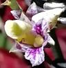 Mini Orchid identification-img_20190207_214556-jpg