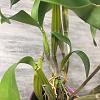 Dendrobium atroviolaceum with keiki-390f0171-2019-402b-8242-a3e64cb912e5-jpg