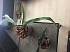 Questions about Paph watering-img-1343-jpg