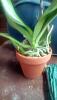 Questions &amp; Advise on New Phal's overall health!-img_20190213_1641276_rewind-jpg